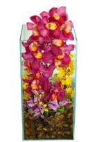 Orquídea Super Luxo