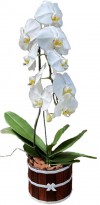 Orquidea Branca Plantada no Caxepú