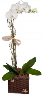 Orquídea Plantada - Floricultura Gávea Flores