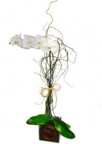 Orquidéa phalaenopsis  Branca