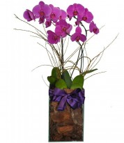 Orquídeas Top