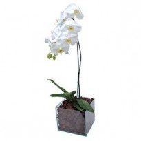 Orquídea Plantada  Branca